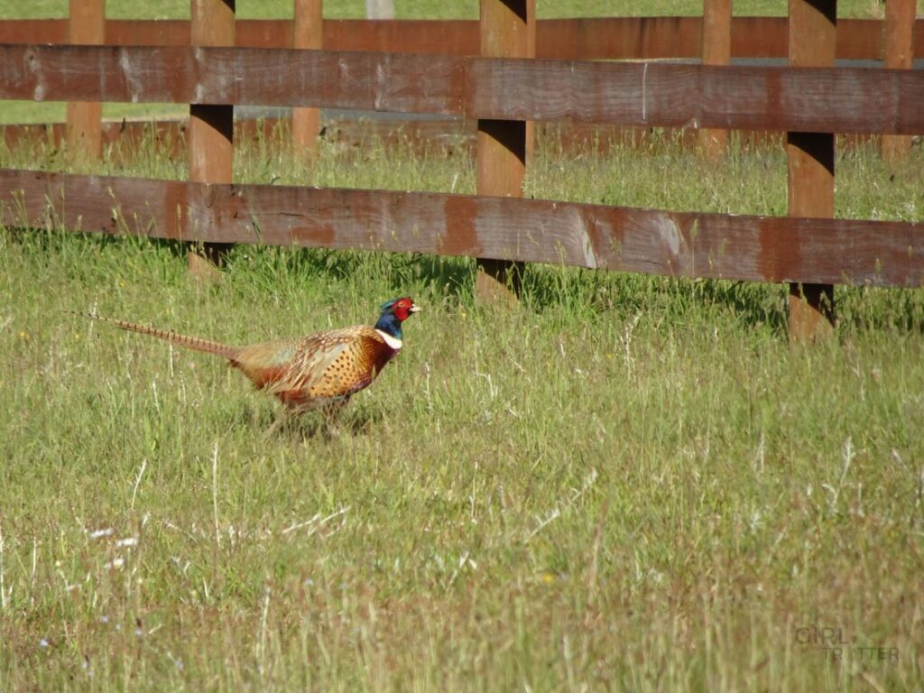 Un faisan à Kerikeri - Girltrotter