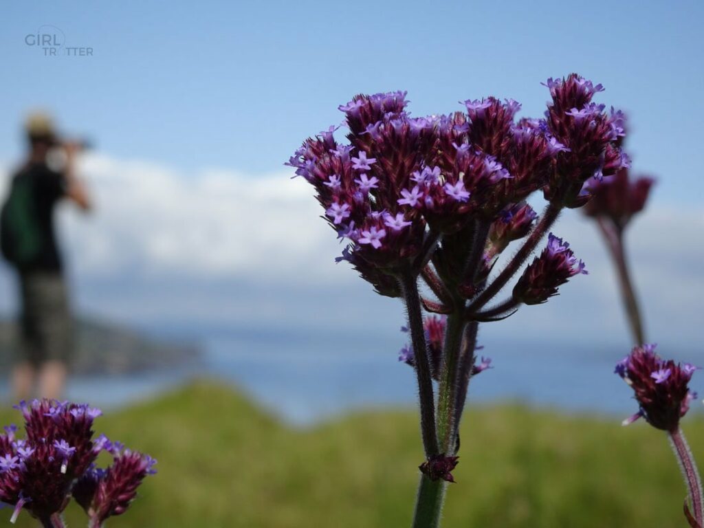 Bay of islands fleurs de montagne sauvage - Girltrotter