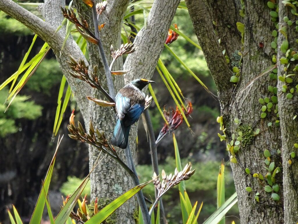 Le tui, oiseau emblématique de la Nouvelle-Zélande - Girltrotter