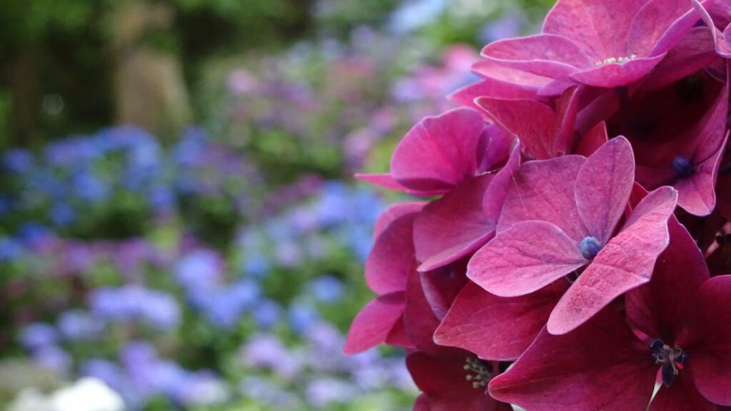 Jardin Botanique de Wellington - Girltrotter