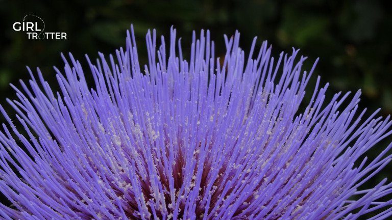 Jardin Botanique de Wellington - Girltrotter