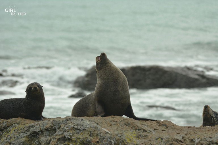 Blenheim - kaikoura - Girltrotter