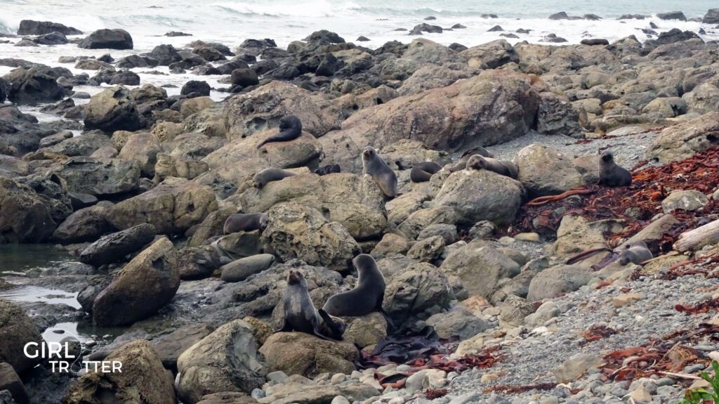 Otaries de Kaikoura en Nouvelle Zélande - Girltrotter