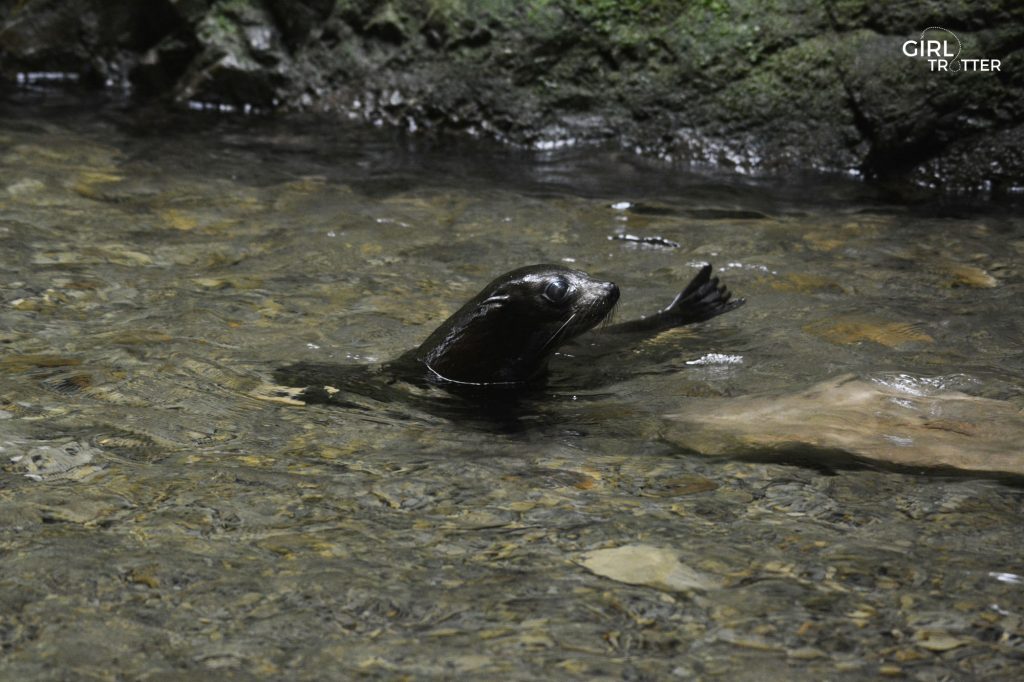 Otaries de Kaikoura en Nouvelle Zélande - Girltrotter