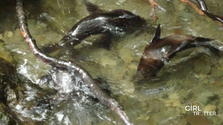 Otaries de Kaikoura en Nouvelle Zélande - Girltrotter