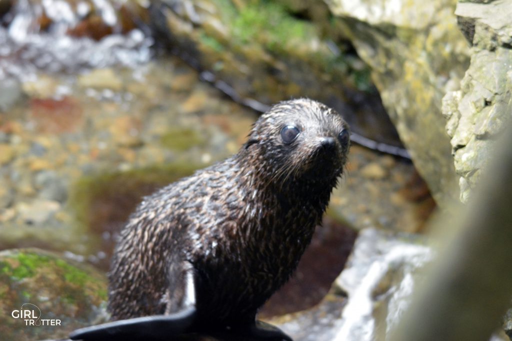 Otaries de Kaikoura en Nouvelle Zélande - Girltrotter