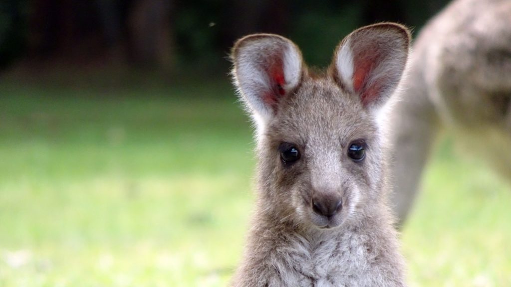 Où ET COMMENT VOIR DES KANGOUROUS À SYDNEY ? ⋆ Girltrotter