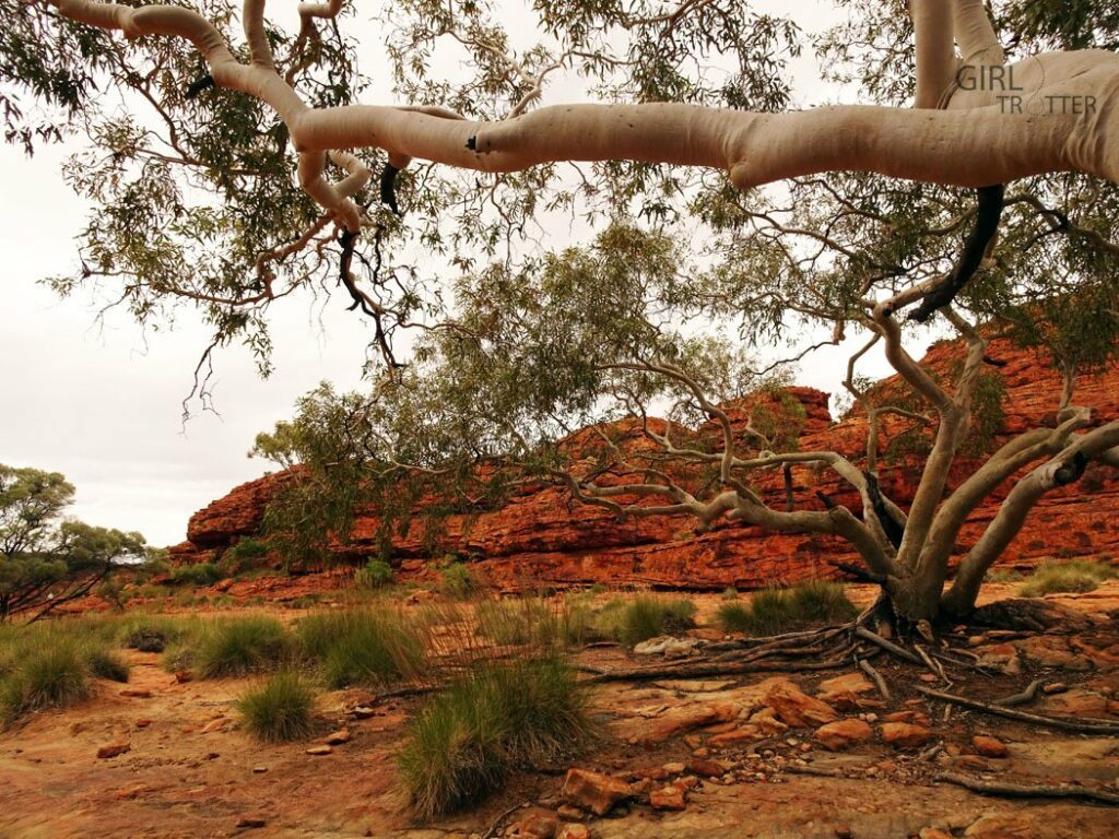 Kings Canyon - Australie