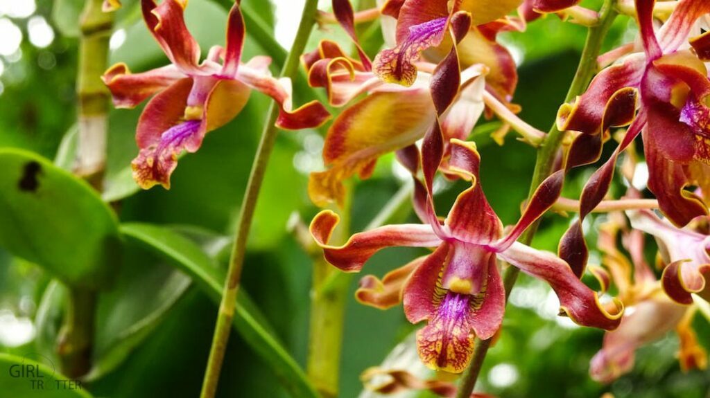 Orchidées au Jardin Botanique de Singapour - Girltrotter