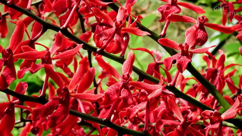 Orchidées au Jardin Botanique de Singapour - Girltrotter