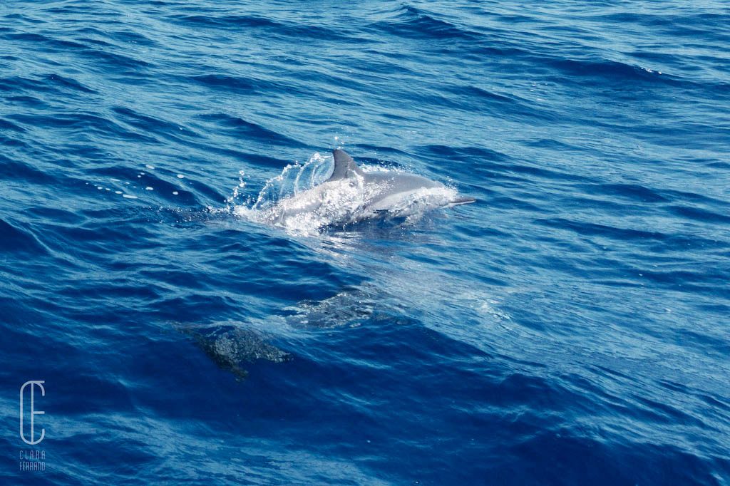 Dauphin dans les eaux australes Île de la Réunion