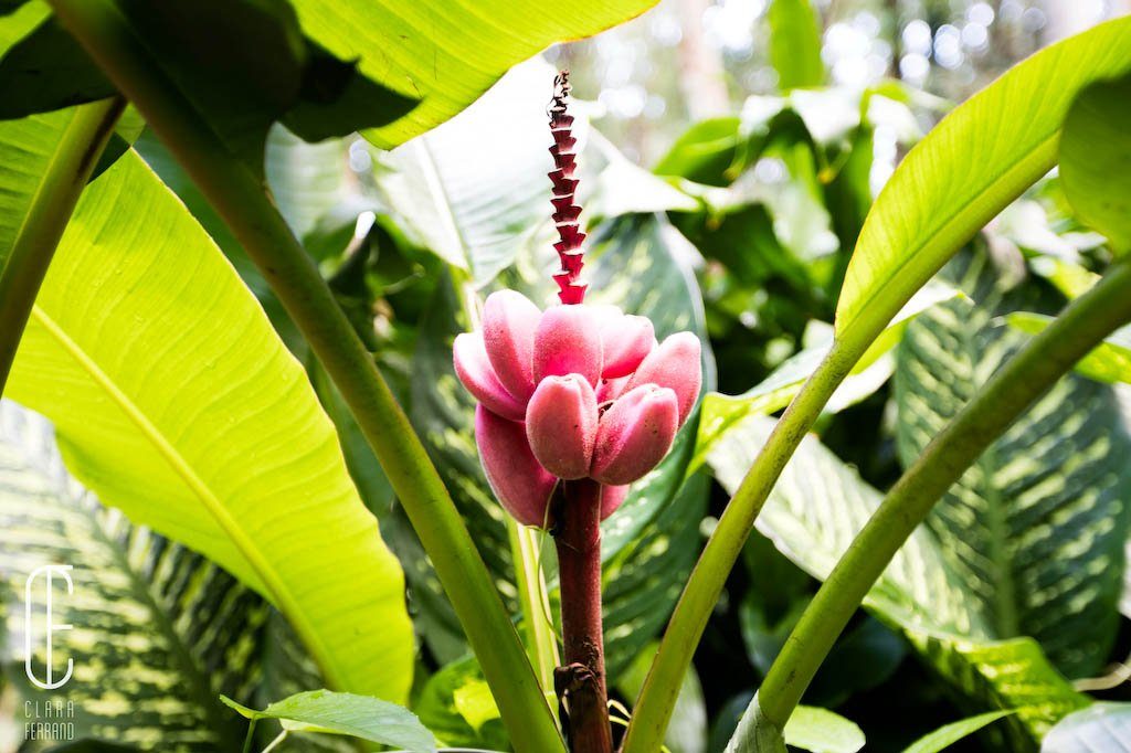 Fleur de bananier Ile de la Réunion