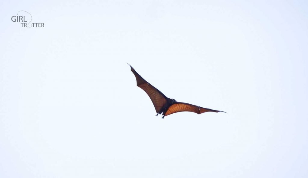 Chauve-souris roussette dite flying fox en anglais à Riung sur l'île de Florès en Indonésie