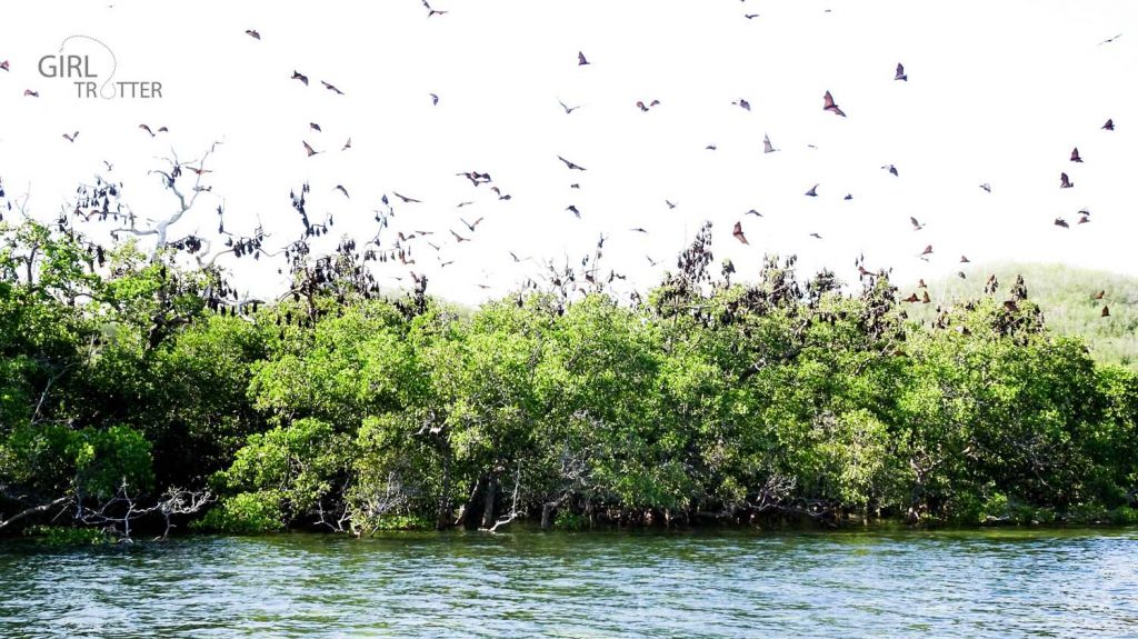 Nuée de chauves-souris roussettes dite flying fox en anglais à Riung sur l'île de Florès en Indonésie