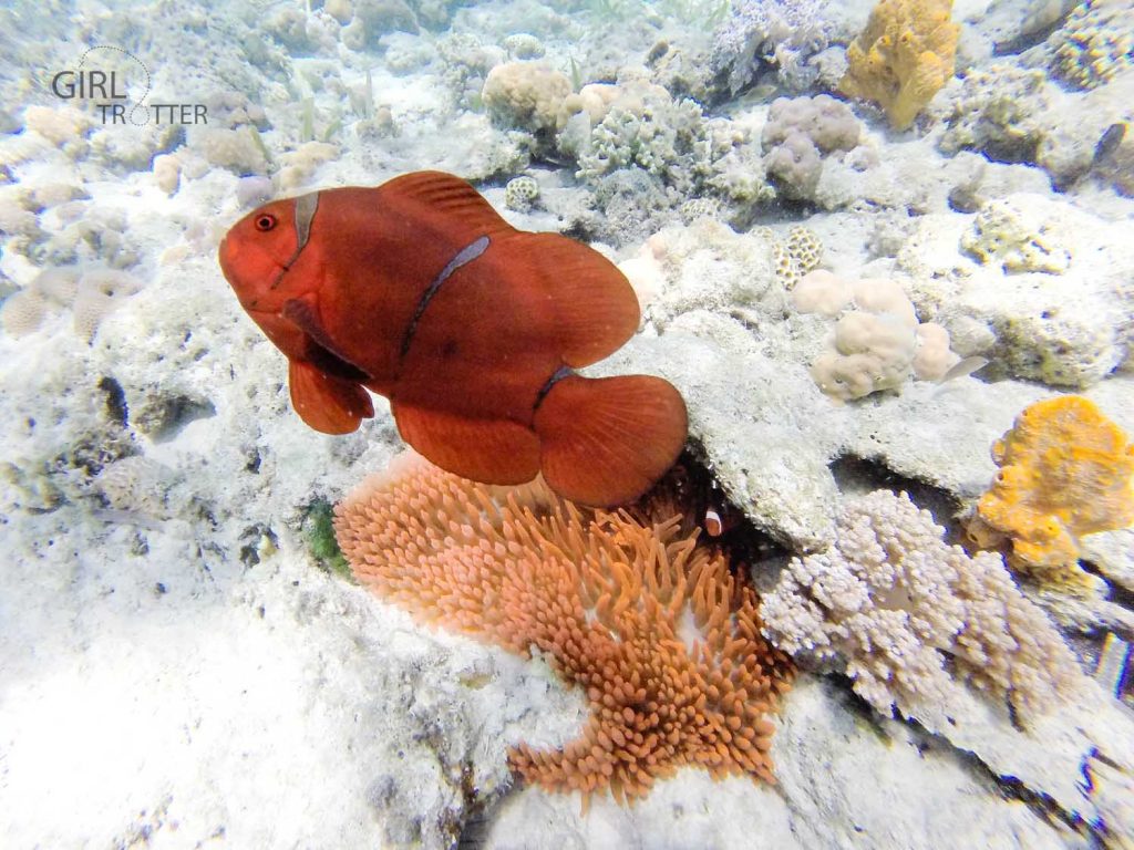 Le jardin de la mer de Riung sur l'île de Flores en Indonésie - poisson clown