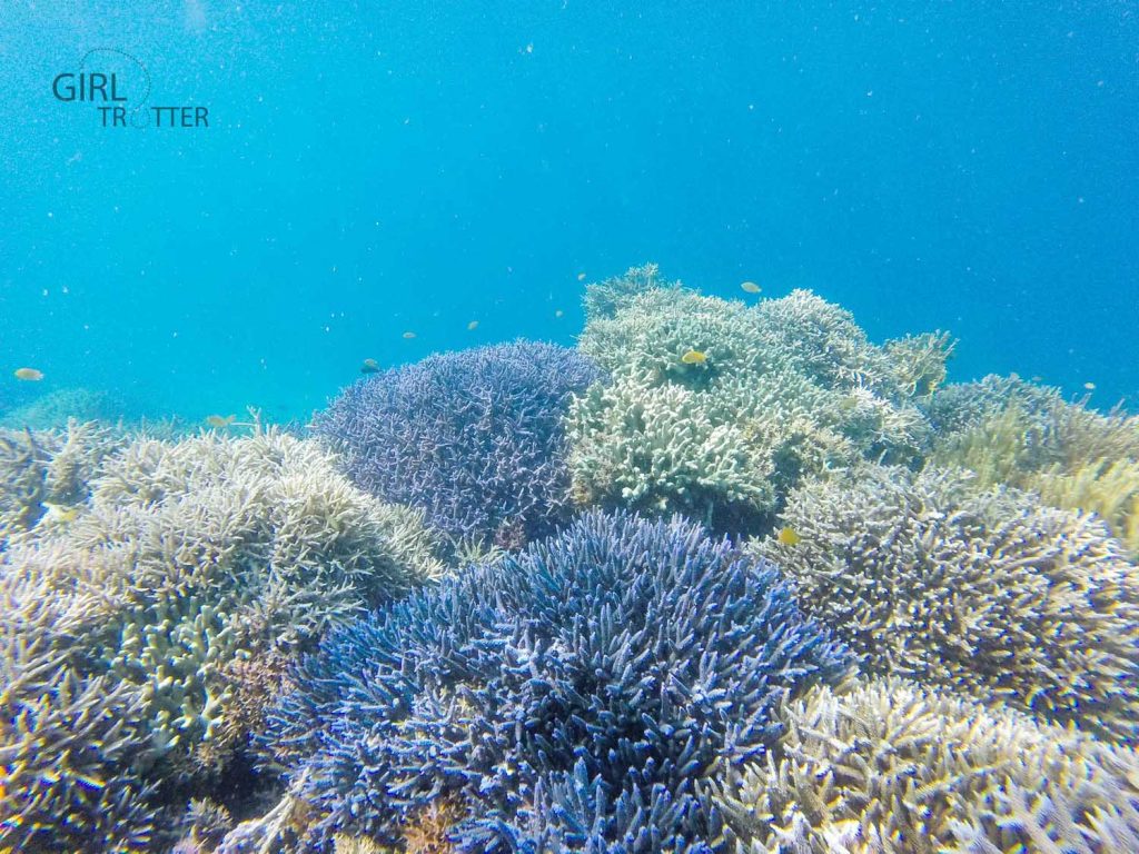 Le jardin de la mer de Riung sur l'île de Flores en Indonésie - corail bleu