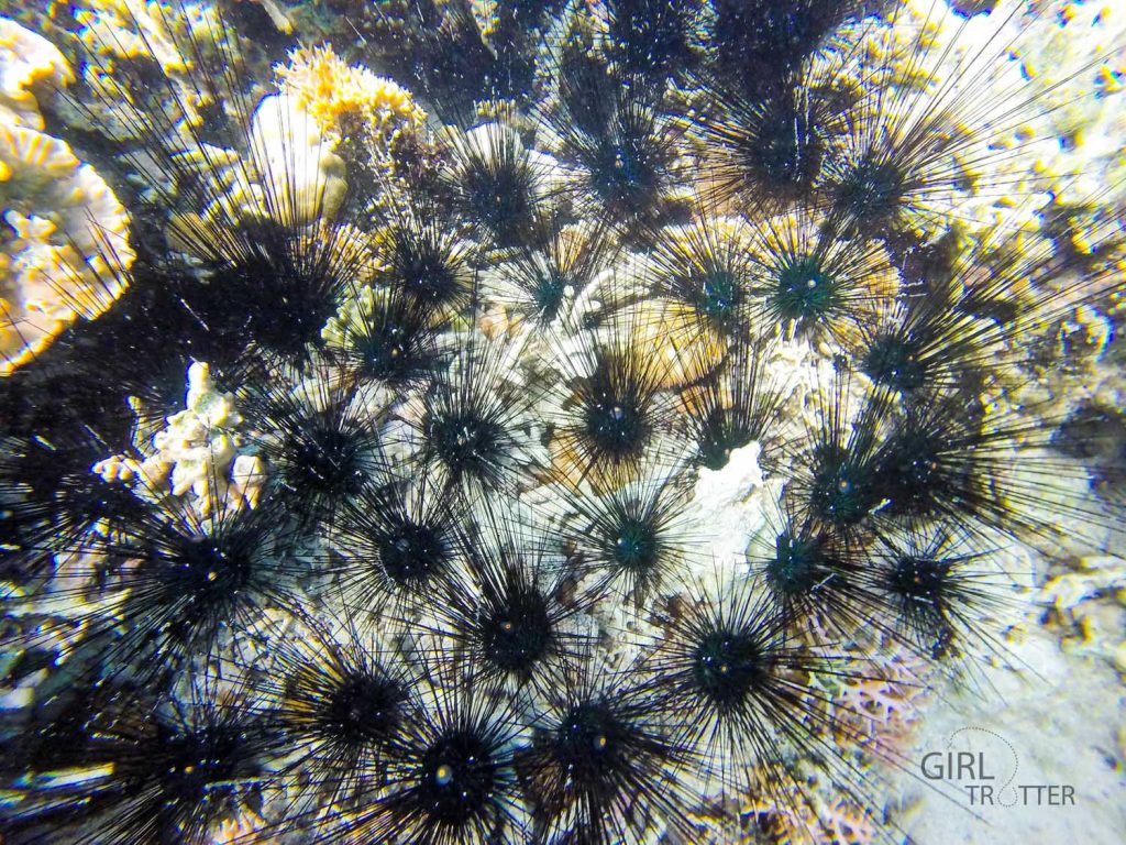 Le jardin de la mer de Riung sur l'île de Flores en Indonésie - ourssins