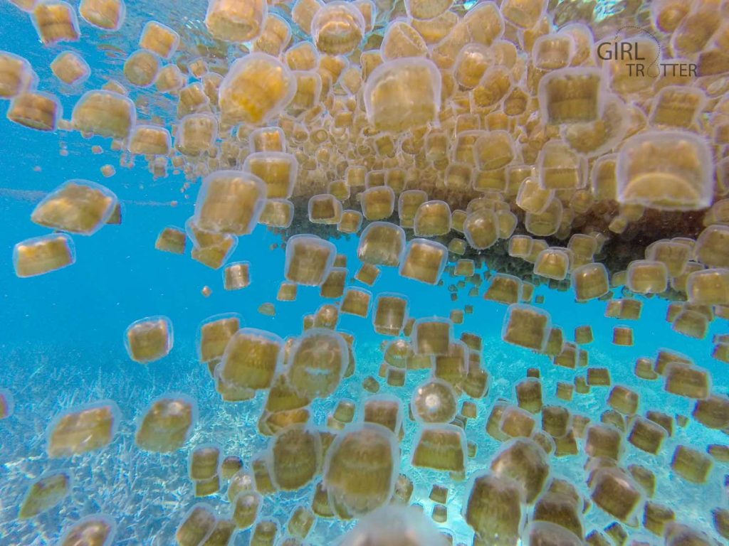 Le jardin de la mer de Riung sur l'île de Flores en Indonésie - méduses