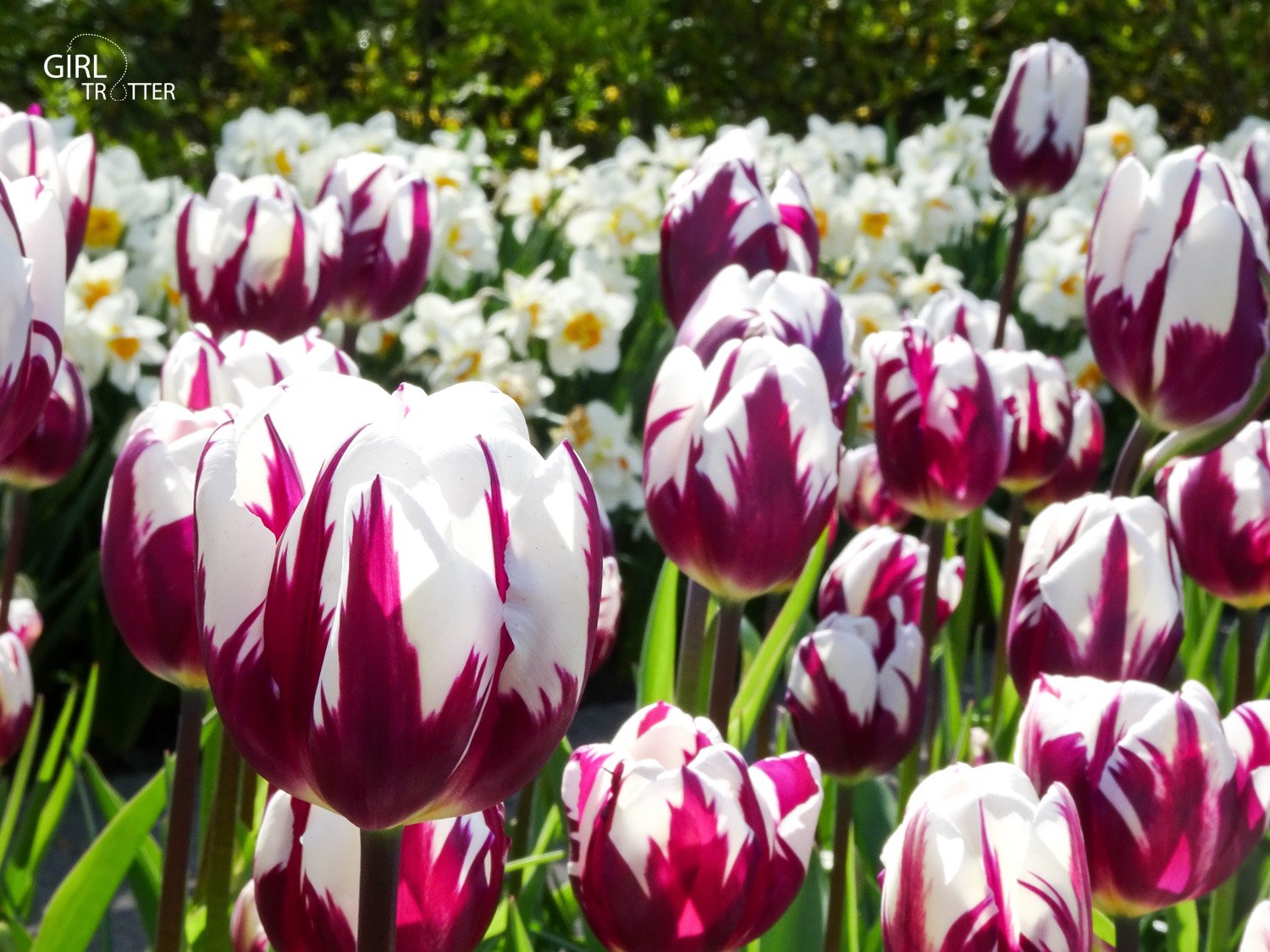 Keukenhof - champs de tulipes en hollande