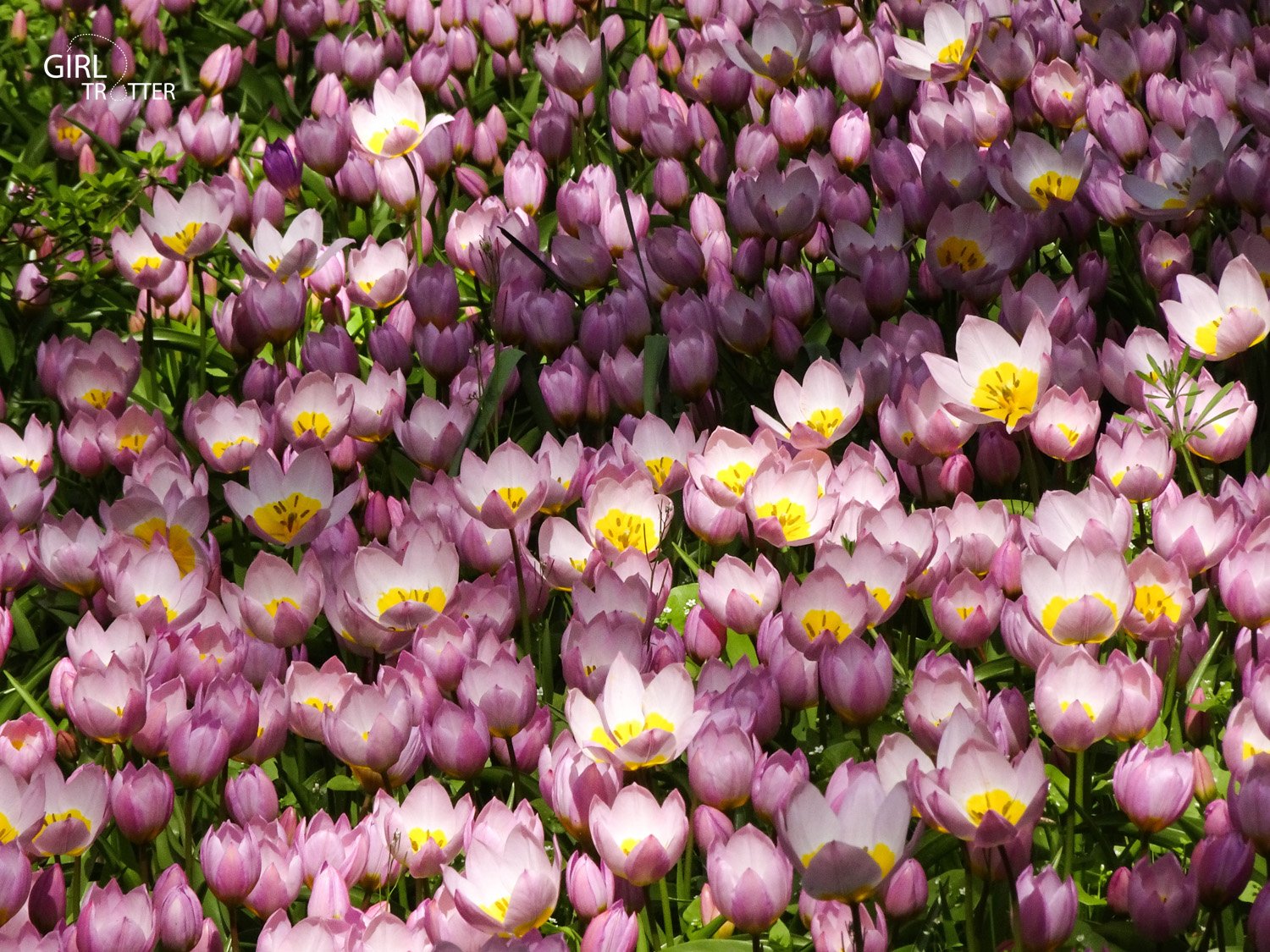 Keukenhof fleurs en hollande