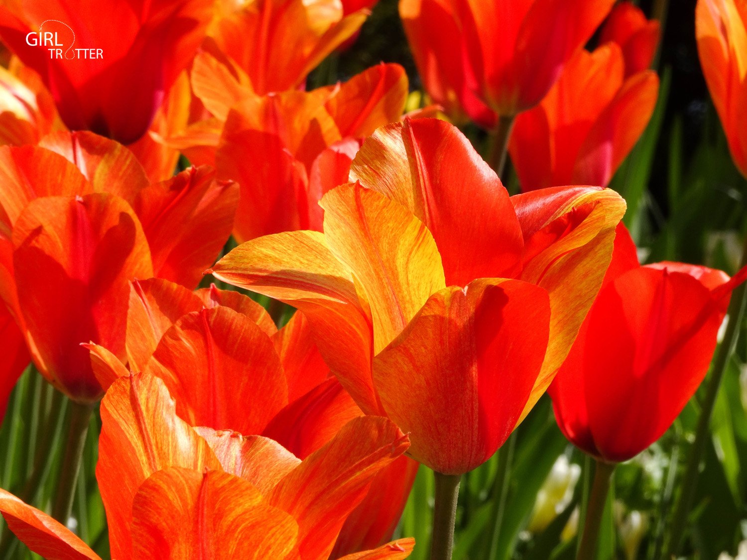 Keukenhof tulipes en hollande
