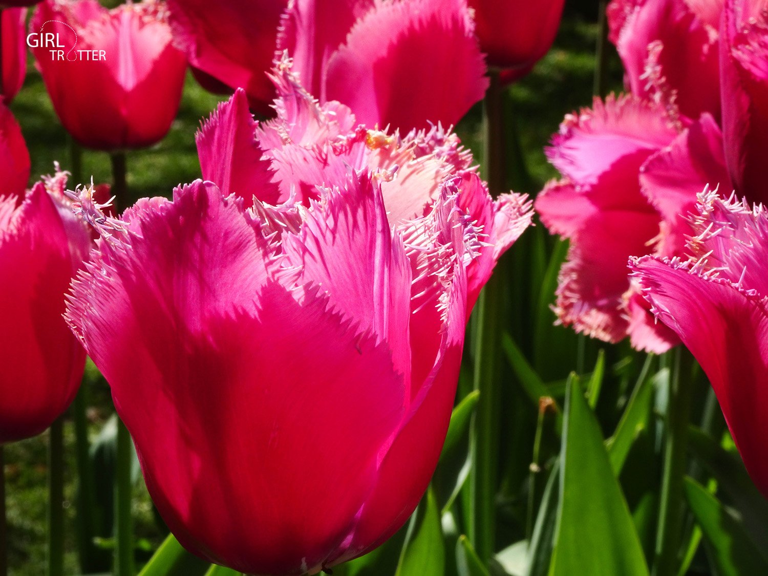 Tulipes Keukenhof - champs de fleurs en hollande