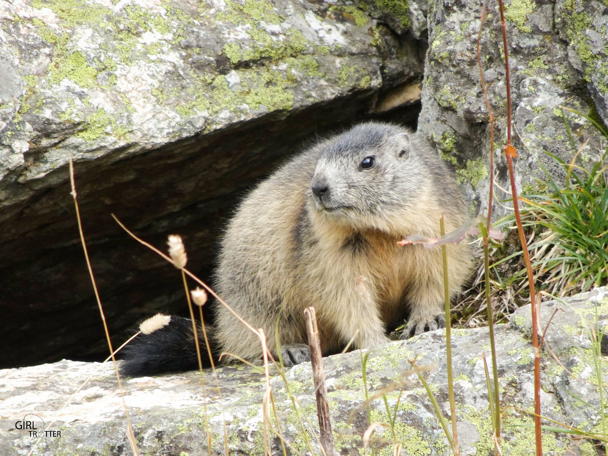 Rando des 4 lacs - marmotte