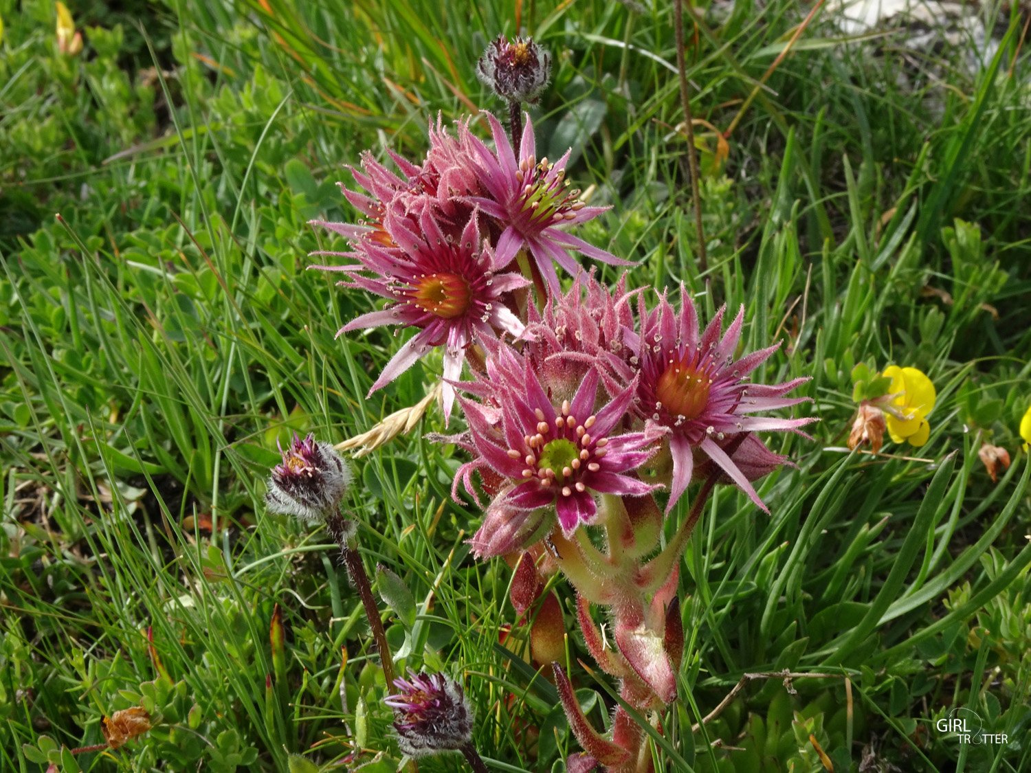 Randonnee Haute Savoie Vanoise Tignes Val d'Isere - Fleur sauvages de montagne