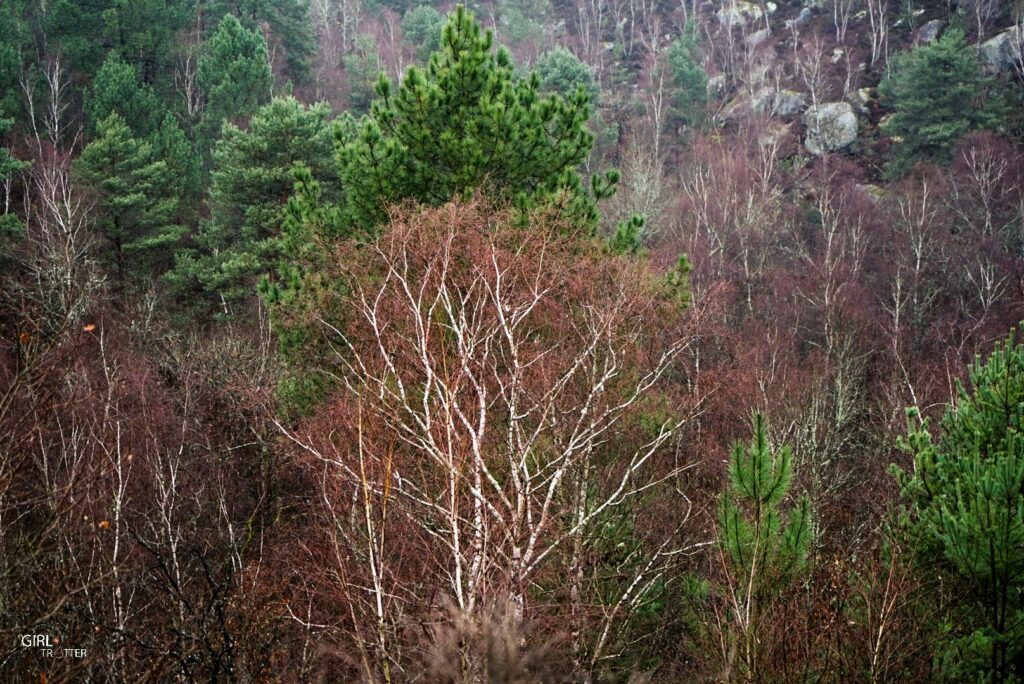 Randonnée des 25 bosses foret de Fontainebleau en Ile de France