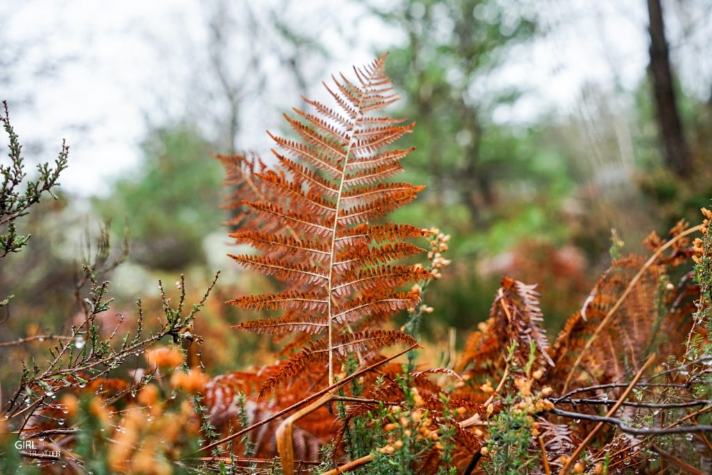 Randonnée des 25 bosses foret de Fontainebleau en Ile de France