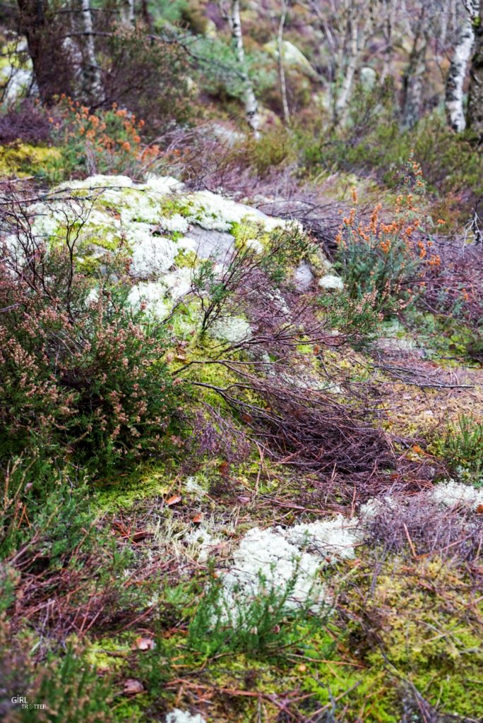 Randonnée des 25 bosses foret de Fontainebleau en Ile de France