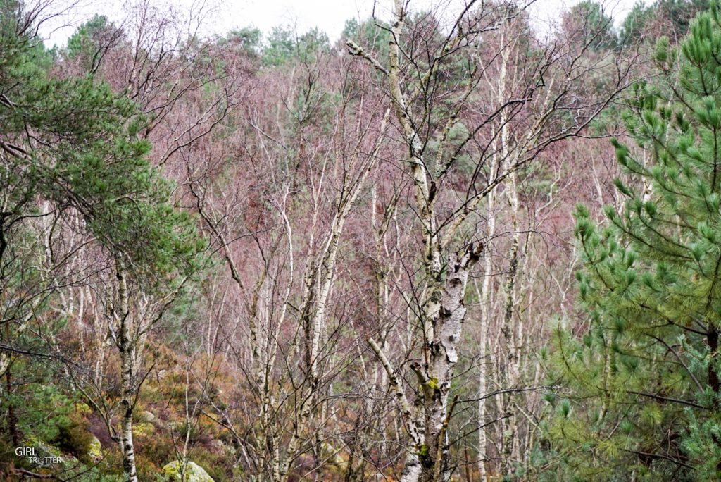Randonnée des 25 bosses foret de Fontainebleau en Ile de France