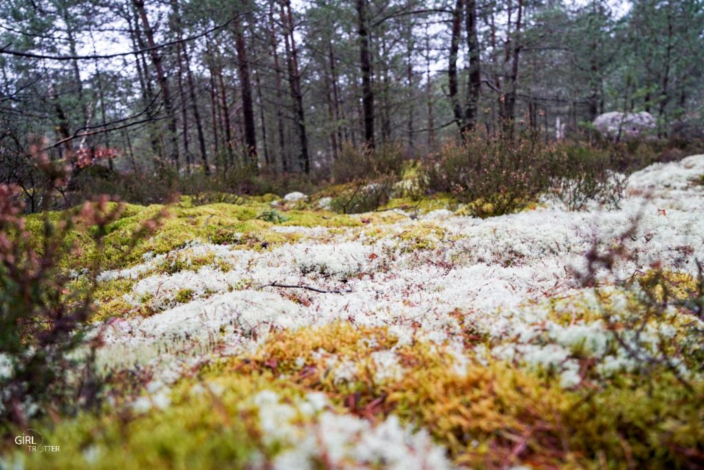 Randonnée des 25 bosses foret de Fontainebleau en Ile de France