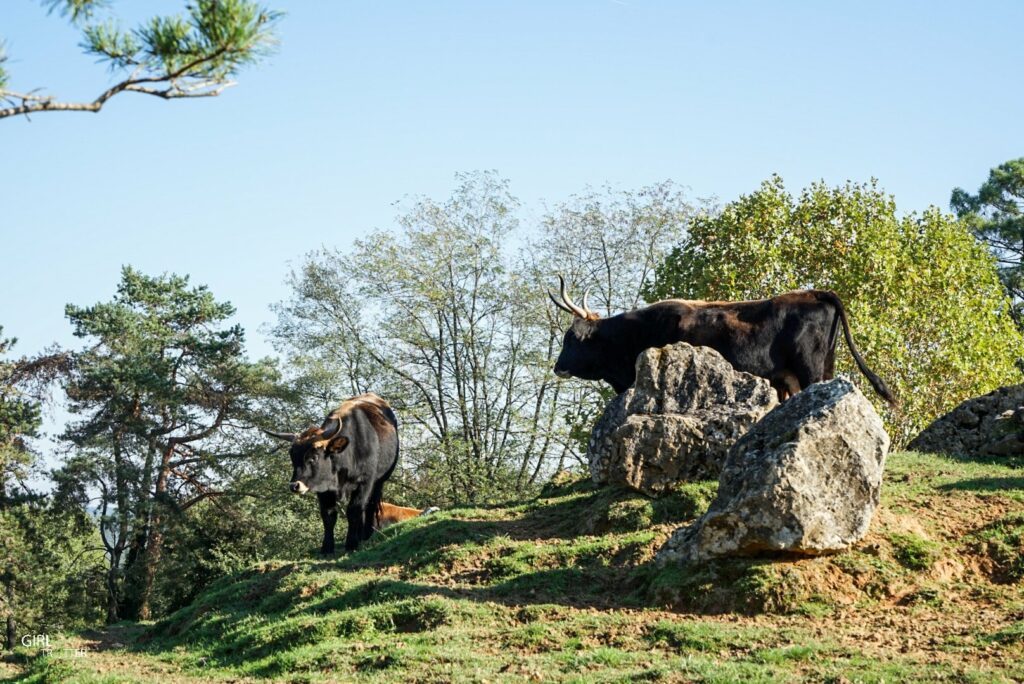 Parc animalier du Thot Périgord