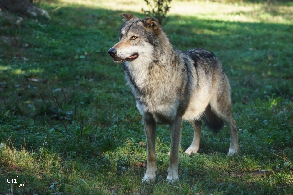 Parc animalier du Thot Périgord