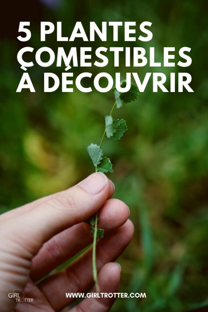 Découvrir les plantes comestibles