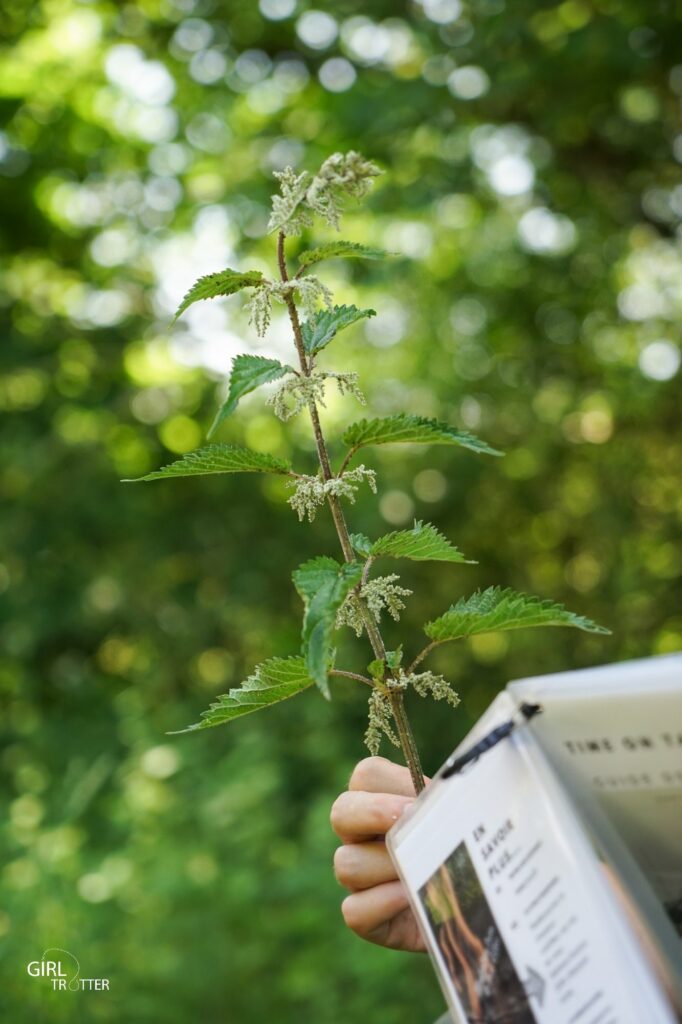 Survie et bushcraft et plantes comestibles : l'ortie