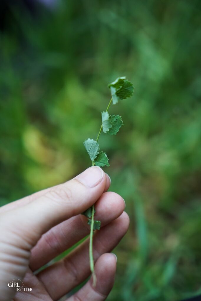 Se nourrir de plantes comestibles : pimprenelle