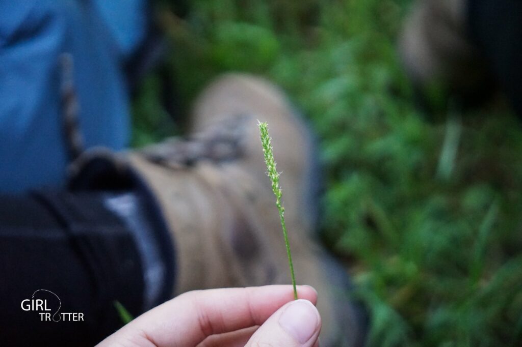 Survie et bushcraft et plantes comestibles : le plantin