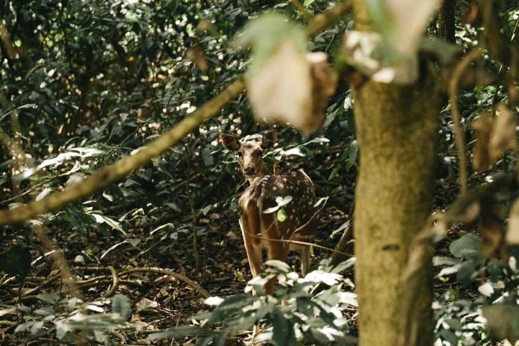 Biche - Rencontre avec un tigre dans la jungle au Népal - Bardia National Park - Récit de voyage