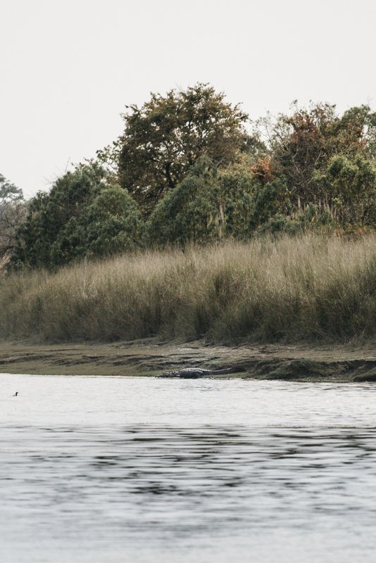 Crocodile des marais - Rencontre avec un tigre dans la jungle au Nepal - Bardia National Park - Recit de voyage