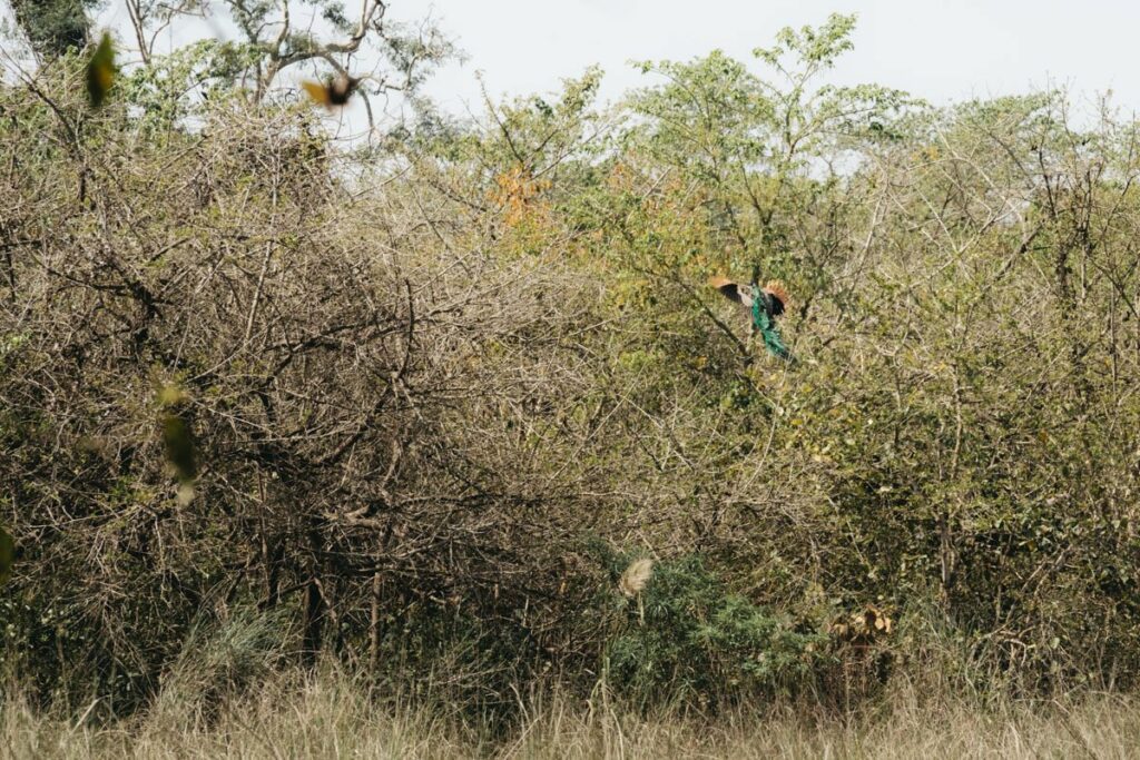 Paon sauvage - Rencontre avec un tigre dans la jungle au Népal - Bardia National Park - Récit de voyage