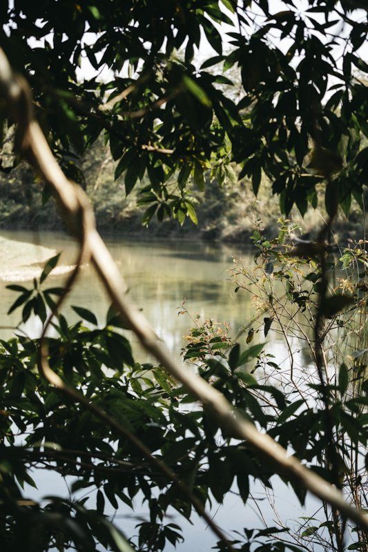 Rencontre avec un tigre dans la jungle au Népal - Bardia National Park - Récit de voyage