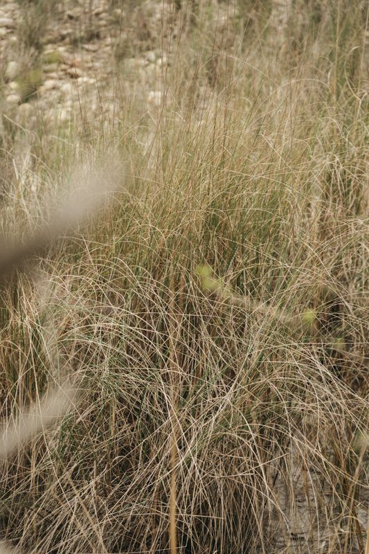 Rencontre avec un tigre dans la jungle au Népal - Bardia National Park - Récit de voyage