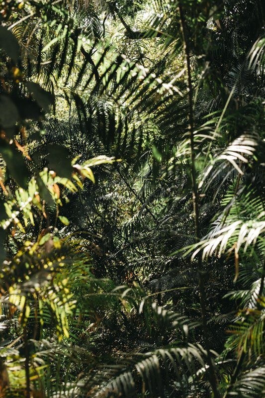 Rencontre avec un tigre dans la jungle au Népal - Bardia National Park - Récit de voyage