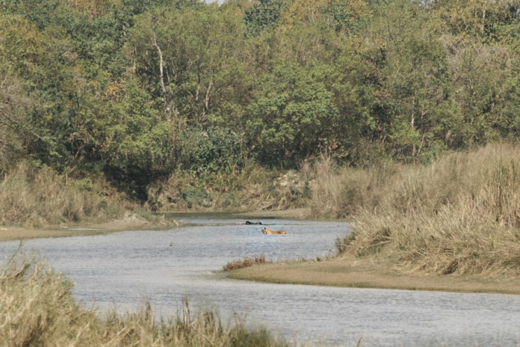 Rencontre avec un tigre du Benghal dans la jungle au Nepal Bardia National Park Recit de voyage Girltrotter le blog voyage et aventure 20