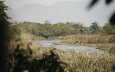 Rencontre avec un tigre sauvage au Népal ⋆ Récit de voyage