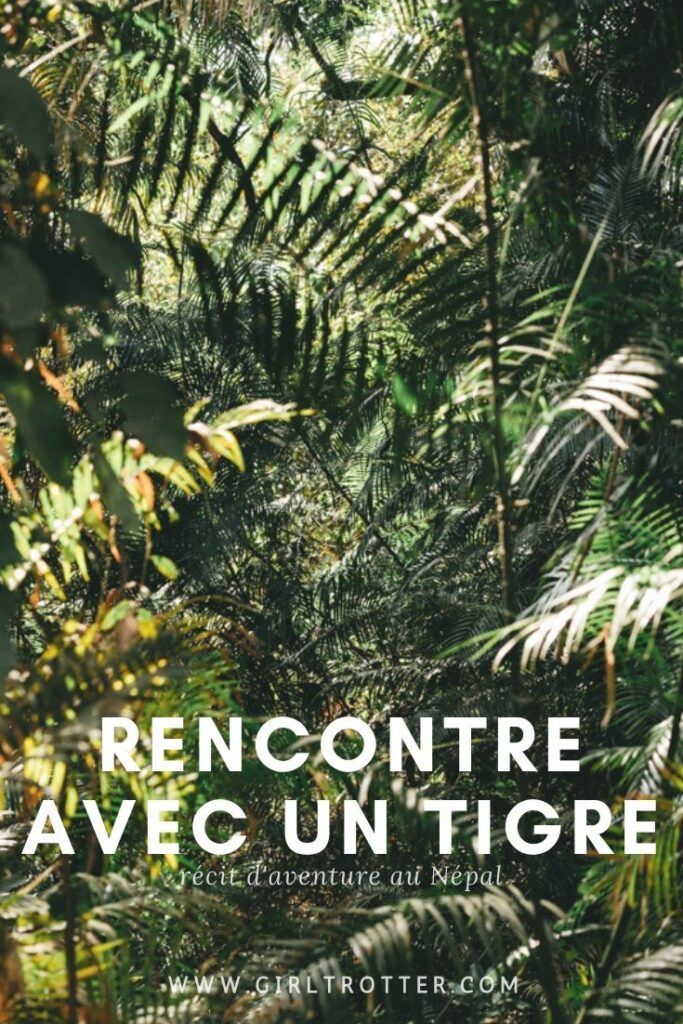 Récit d'aventure au Népal - Rencontre avec un tigre sauvage