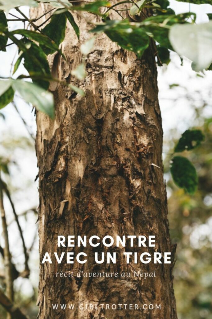 Récit d'aventure au Népal - Rencontre avec un tigre sauvage