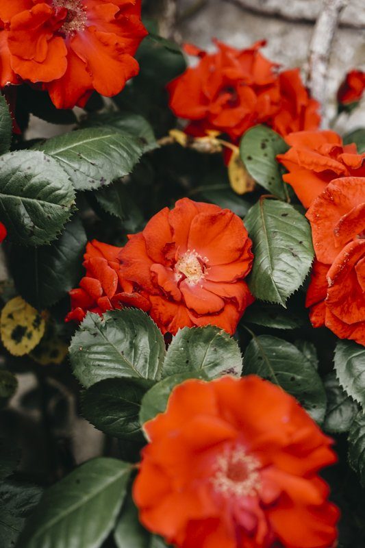 Roses rouges de Gerberoy pour un weekend bucolique proche Paris